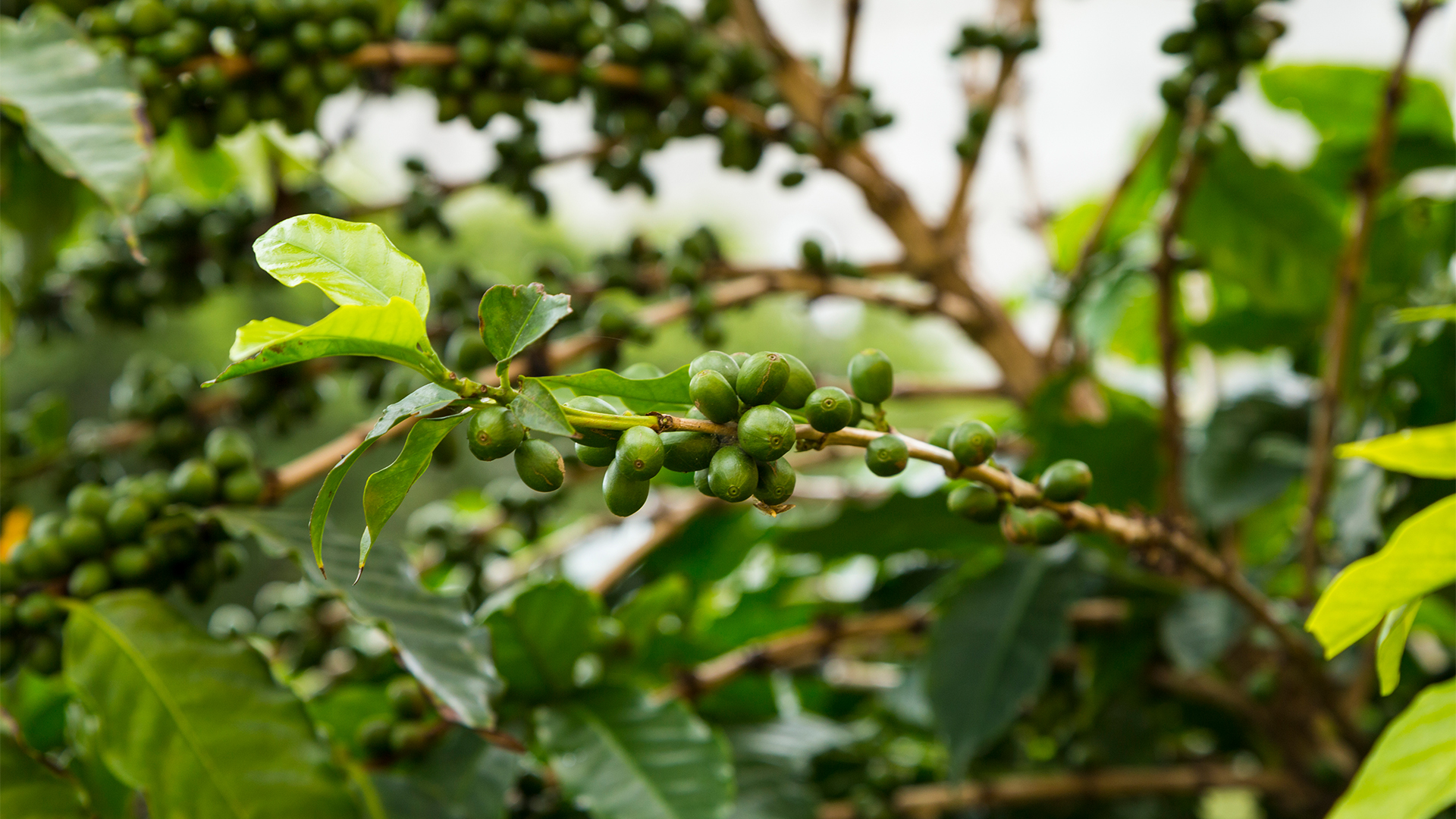 Fotoproteção Interna e Estresse Oxidativo: O Extrato de Café Verde e a Vitamina C como Escudo Celular no Verão