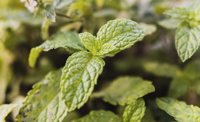 Otimização da Performance Cognitiva e Foco: A Ciência do Nootrópico CLARAMENTE com Neumentix®