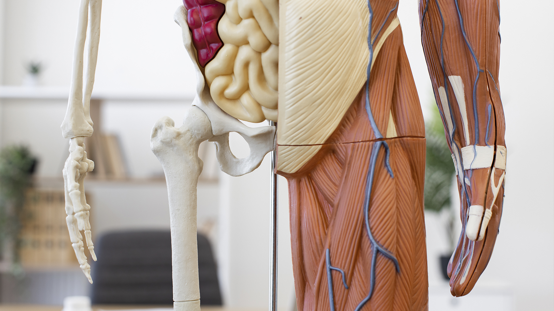 Saúde Articular para o Movimento no Carnaval: A Função do Colágeno Tipo II (COLLAGEN CN2) na Prevenção e Manejo da Dor